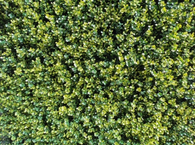 FEUILLAGE ARTIFICIEL BUIS VERT - GARANTI 10 ANS ANTI-FEU ET ANTI-UV - PLAQUE DE 1 M2. Votre satisfaction est notre priorité chez Quincaillerie Sénégalaise. Nous vous offrons des produits de quincaillerie et bâtiment de première qualité. Commandez en ligne et recevez vos articles rapidement.