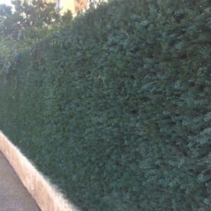 FEUILLAGE ARTIFICIEL CYPRES VERT - GARANTI 10 ANS ANTI-FEU ET ANTI-UV - PLAQUE DE 1 M2. Faites de Quincaillerie Sénégalaise votre partenaire pour tous vos projets de construction. Notre gamme variée de produits garantit une satisfaction totale. Commandez aujourd'hui et réalisez vos projets sans tracas.